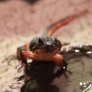 IMG_9497 Gorongosa girdled lizard