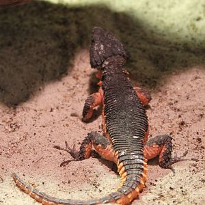 IMG_9498 Gorongosa girdled lizard