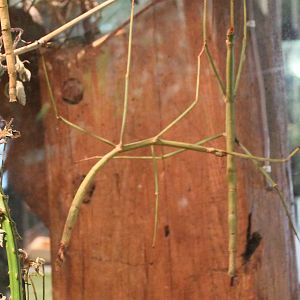 Giant stick insects