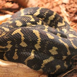 Carpet python