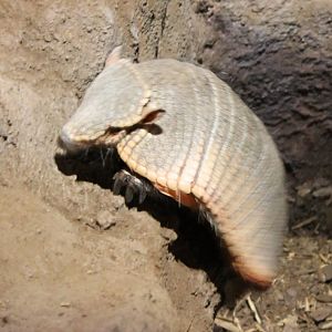 Armadillo
