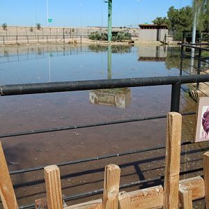 flooded bison yard