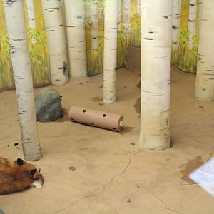 red fox exhibit