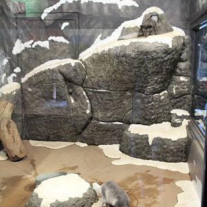 arctic fox exhibit