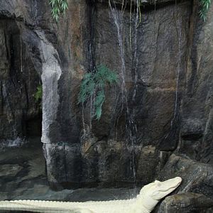 white alligator exhibit