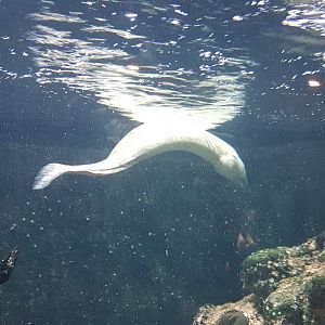 Free-swimming Mediterranean moray