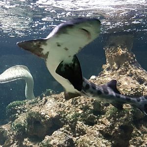 Leopard shark and Mediterranean moray
