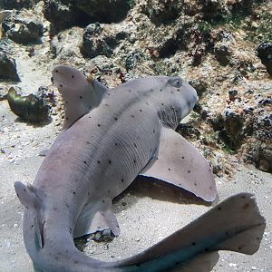 Horn shark - with egg