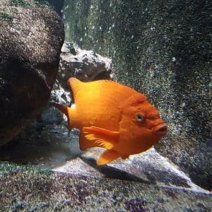 Garibaldi - Hypsypops rubicundus