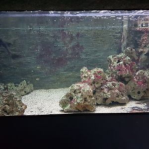 Tank with young Nurse sharks