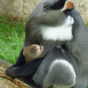 Baby De Brazza's Monkey