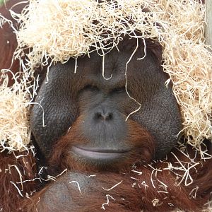 Ramon the Bornean Orangutan