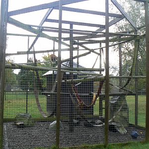 View of the Ring-tailed Coati Enclosure - 16 October 2016