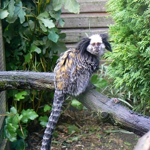 Geoffroy's Marmoset - 16 October 2016