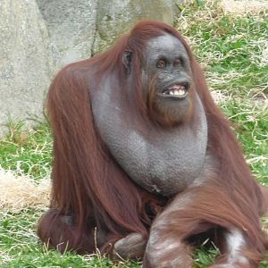 Vicky the Bornean Orangutan