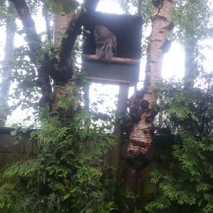 DSC_0363 Great grey owl