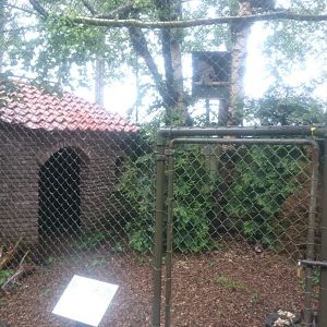 Aviary Great grey owl