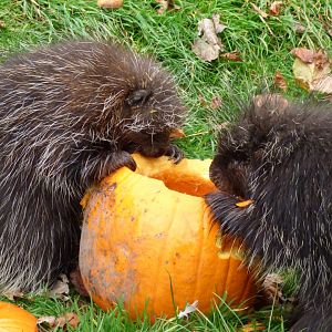 North American Tree Porcupine in the mood for Halloween!