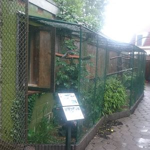 Aviary Green magpie and Thick-knee