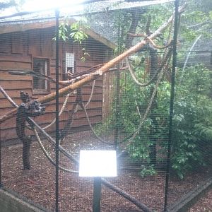 Enclosure Golden-headed lion tamarin