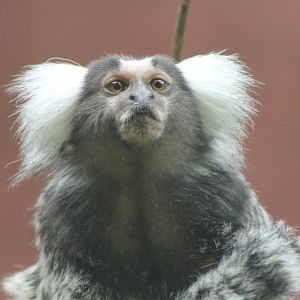 Common marmoset