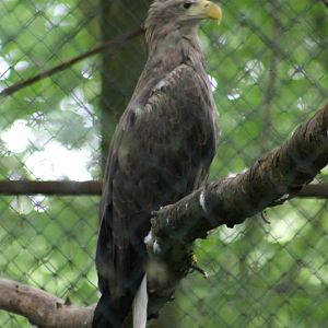 White-tailed sea-eagle