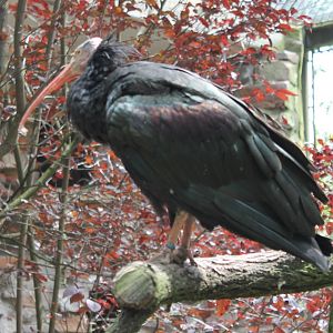 Northern bald ibis