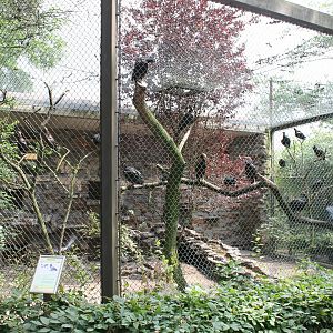 Aviary Bald ibis And Rock pigeon