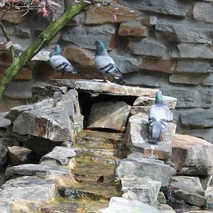 Rock pigeons