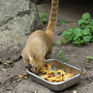 Coati