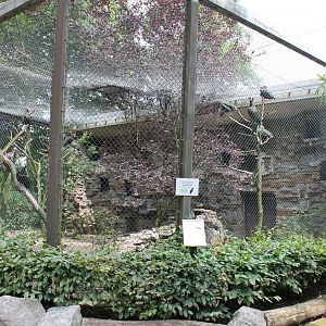 Aviary Bald ibis and Rock pigeon