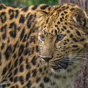 Amur leopard