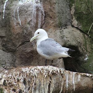 Pacific Black-Legged Kittiwake