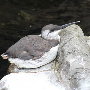 Common Guillemot