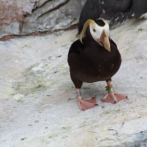 Tufted Puffin
