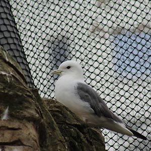 Red-Legged Kittiwake