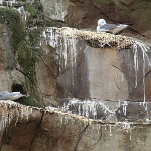 Red-Legged Kittiwakes