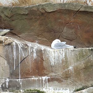 Two Kittiwake Species