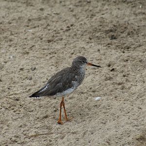 Common Redshank