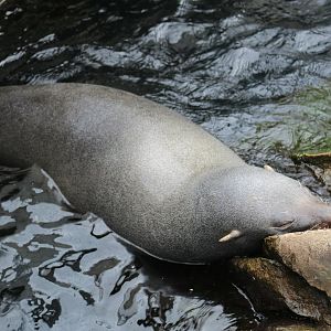 South American Fur Seal