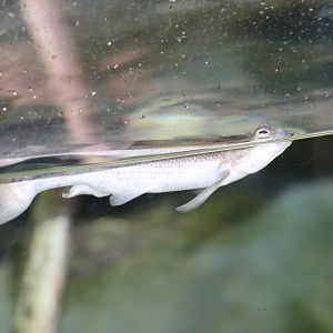 Large-Scaled Four-Eyed Fish