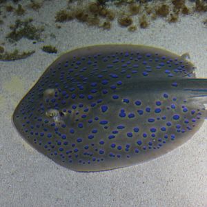 Blue-Spotted Ribbontail Ray