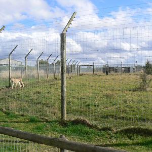 View of one of the Cheetah Enclosures - 16 October 2016