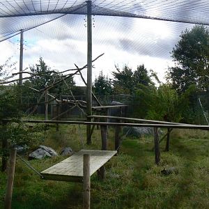 Canadian Lynx Enclosure - 16 October 2016
