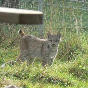 Canadian Lynx Kitten - 16 October 2016