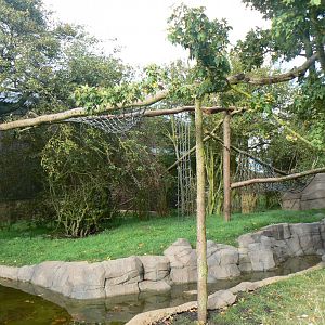 Asian Short-clawed Otter and Binturong Enclosure - 16 October 2016