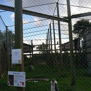 View of the Rüppell's Griffon Vulture and Marabou Stork Aviary - 16 October 2016