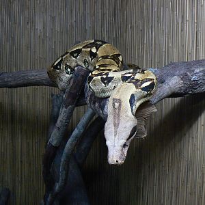 Northern Boa - 16 October 2016