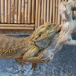 Eastern Bearded Dragon - 16 October 2016