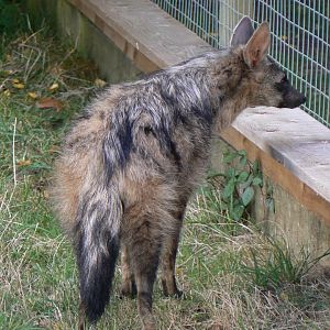 Southern Aardwolf - 16 October 2016